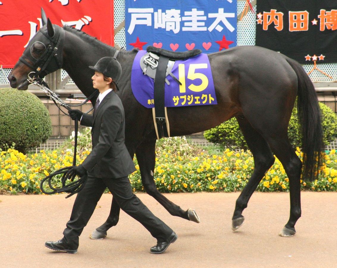 The history of race horse breeding has produced the thorughbred, the most dominant horse in equestrian history ... photo by CC user Goki on wikimedia commons